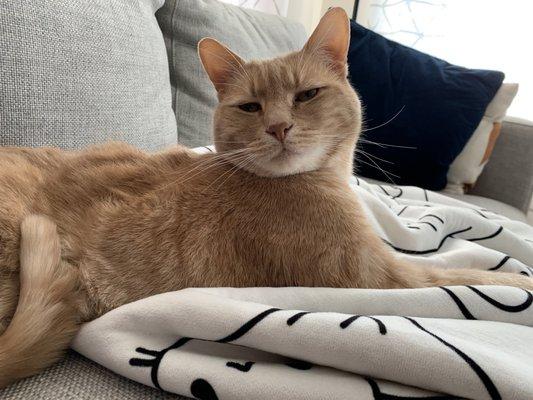 Independent Animal Rescue