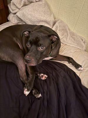 Holy Dog Pet Boarding