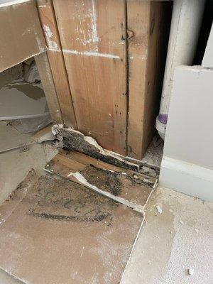 FDP Mold Remediation Of Columbia