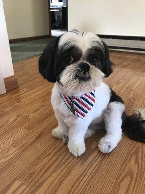 Scruffy to Fluffy Pet Salon