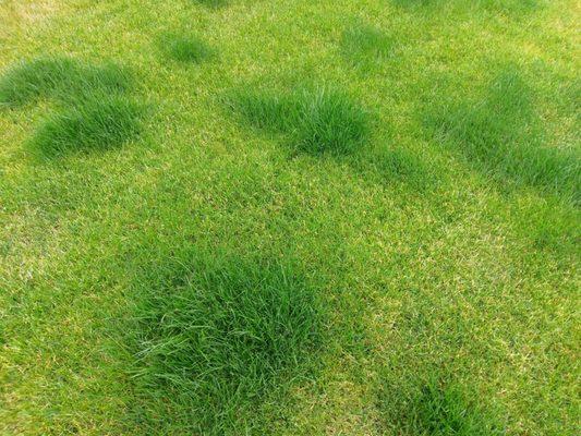 Here is how my lawn looks after solitude installed the sod.