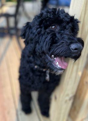 Happy Iris after a great groom!