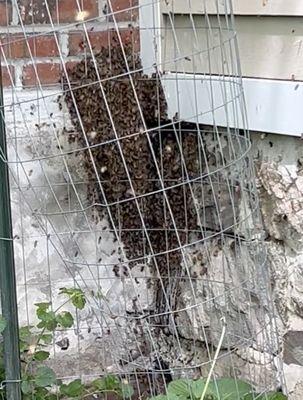 The Bee Shepherds Bee Removal