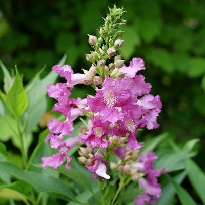 Beyond Paradise Nursery