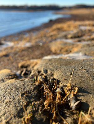Skolfield Shores Preserve