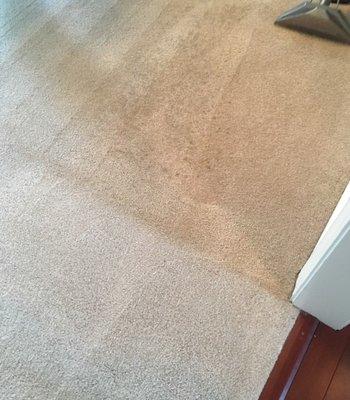 Aladdin Carpet and Upholstery Cleaning
