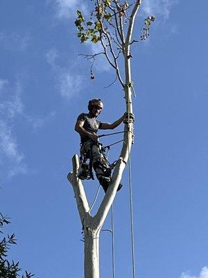 Climbing arborist