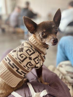 The Island Pooch mascot himself , Buck. Sporting his Pendleton Sweater !