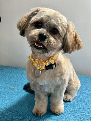 Mary K's Mobile Pet Salon