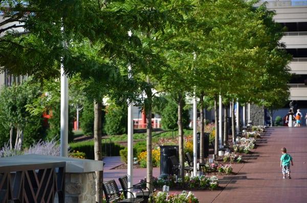 Complete Landscaping Service - Maryland