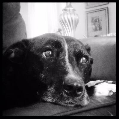 Heather Clute Dog Walking & Pet Sitting