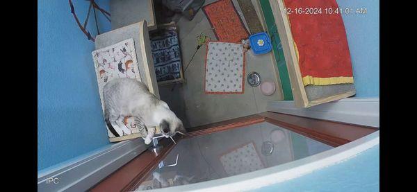 Watching the birds across the hall