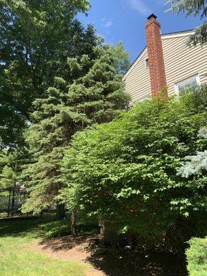 Honor Tree & Lawn Service