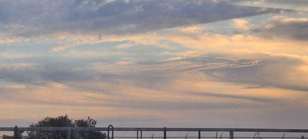 Lee Rollins Firestone