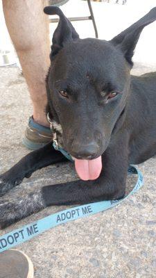 Best Friends and Hens