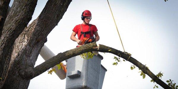 Tarheel Residential Roofing and Tree Service