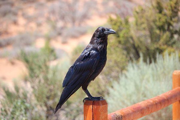 Raven in the parking lot