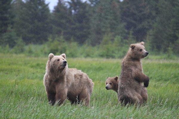 Silver Salmon Creek Lodge