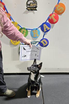 Canine Mastery