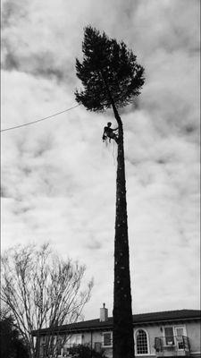 Climbing Specialists