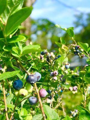Lutz Blueberry Farm