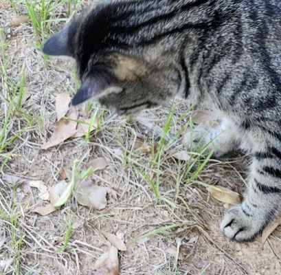 Athens Animal Rescue Shelter