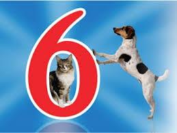 Motel6 and Pets
