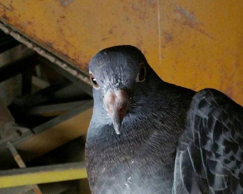 Pest Animal Removal Philadelphia