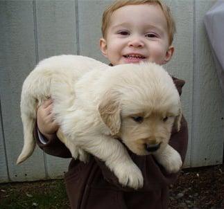 Golden Retriever Puppy