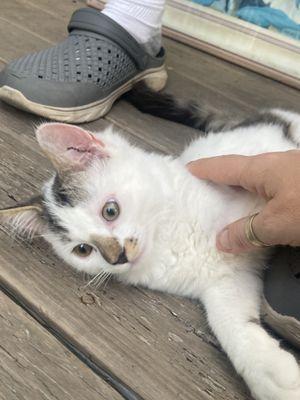 Loving Care Animal Hospital