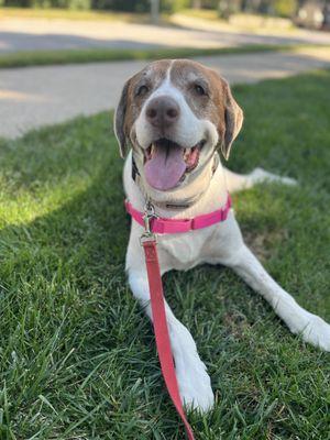 Canine Compass Dog Training