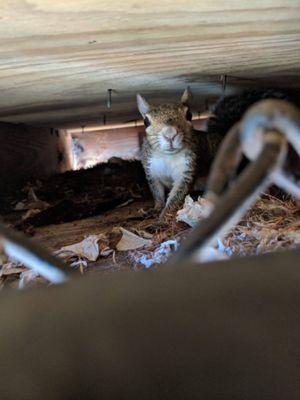 Allstar Animal Removal Charlotte