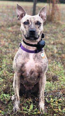 Hold'n On Dog Training