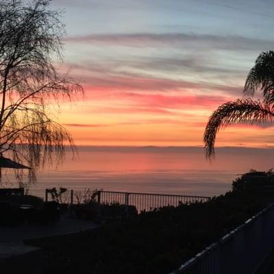 Professional Playmates