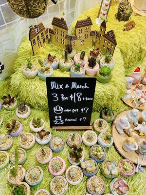 Succulents are too cute here.