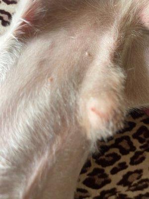 Seminary Animal Grooming & Kennel