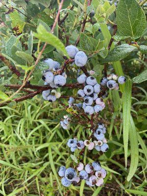 Blueberry Haven