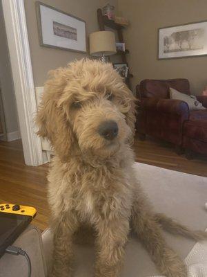 Louie trained starting at 10 weeks old!