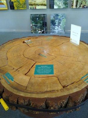 Douglas fir stump hundreds of years old