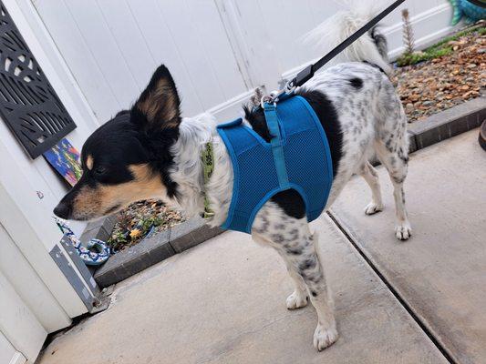 Pet Supply Camarillo