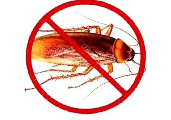 Clean And Pest Control DMV