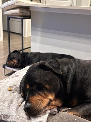 Rotties not feeling good