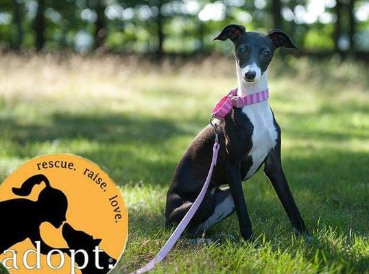 Electric Dog Fence Warwick RI