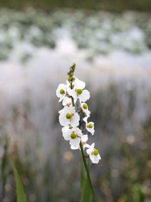 Loxahatchee National Wildlife Preserve