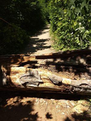 Log obstacle.