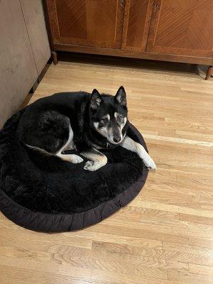 Eloise's Clip & Fluff Boutique