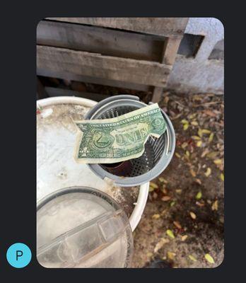 Panda Bear Pool Care