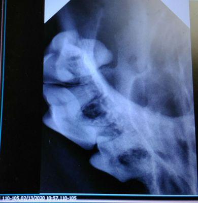 Adirondack Veterinary Clinic