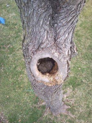 Genesis Tree Service