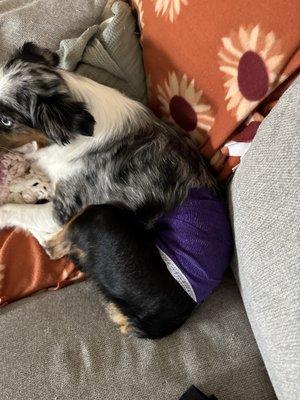 Affordable Veterinary Care Center